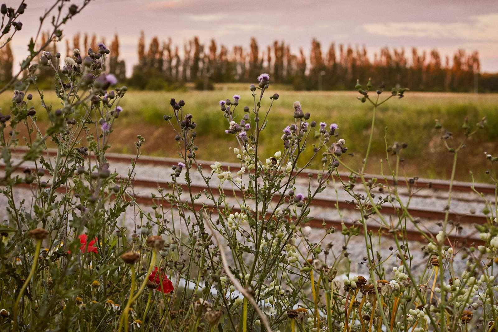 Billede af blomster med jernbanen i baggrunden